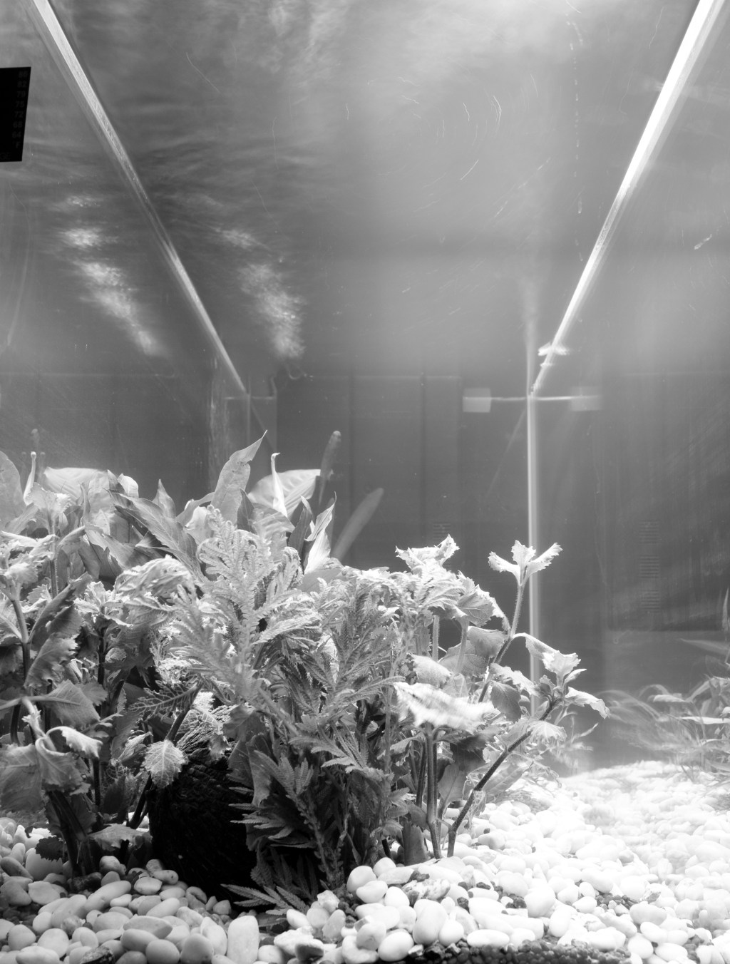 La injusta muerte me agota la&nbsp;sangre