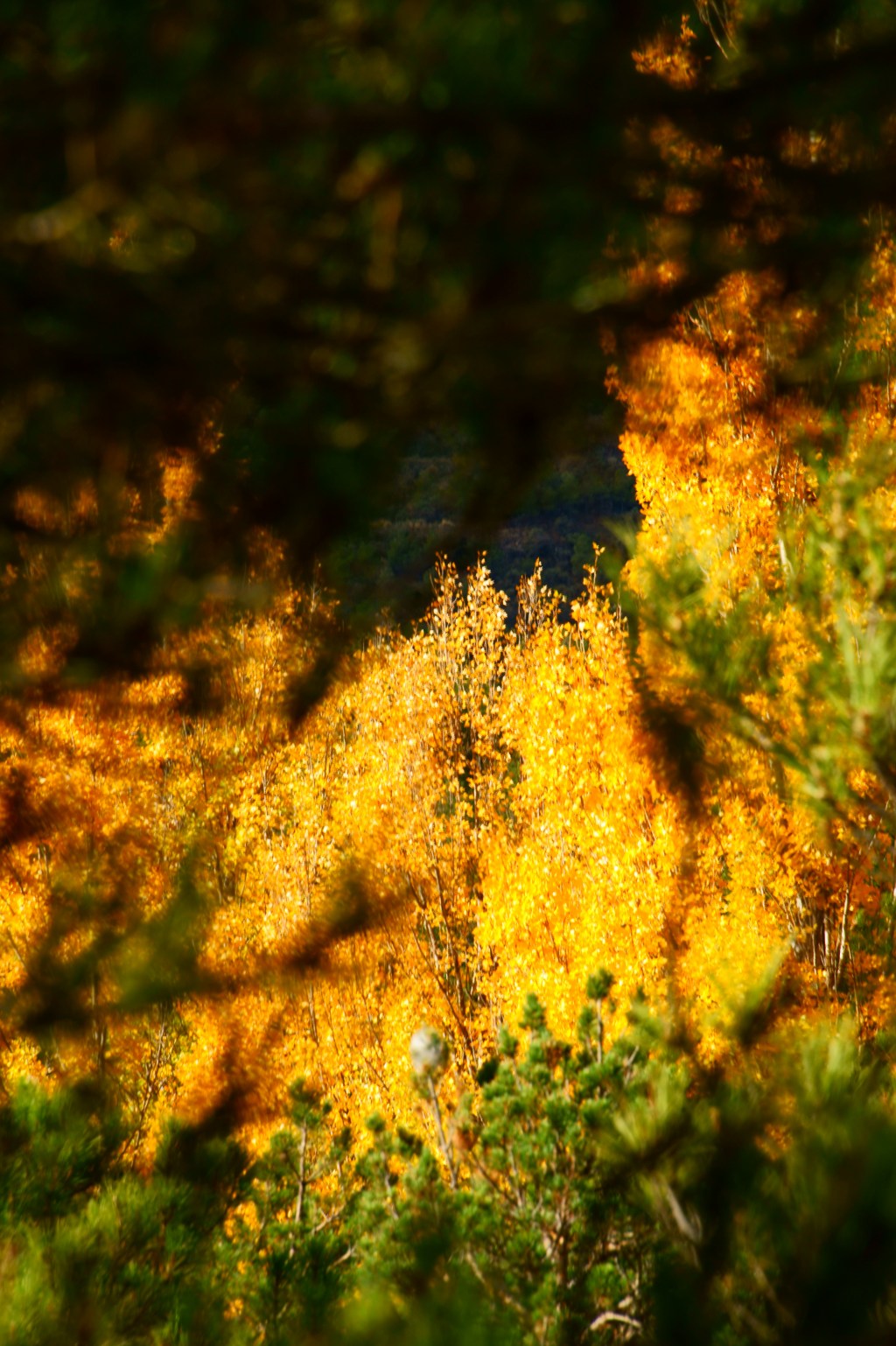 Ignorante me siento.