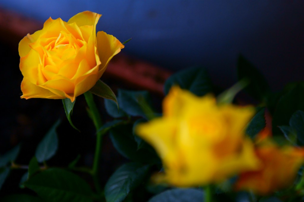 Si la droga fuese una forma de&nbsp;ser