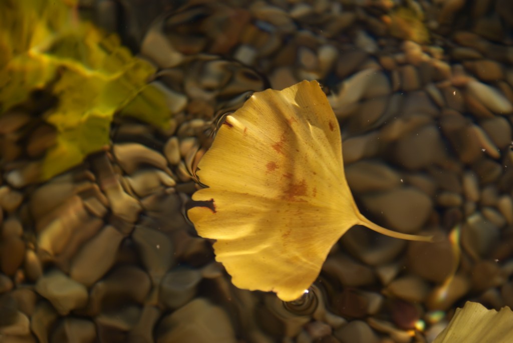 A las nuevas mentes calvas, a los blancuzcos primeros, a los CaCaCa. ¿Qué haría el mundo sin vosotros? ¡Ah sí, ser mucho&nbsp;mejor!