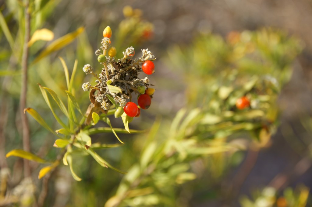 ¡Galicia y mi amor Portugal&nbsp;arden!