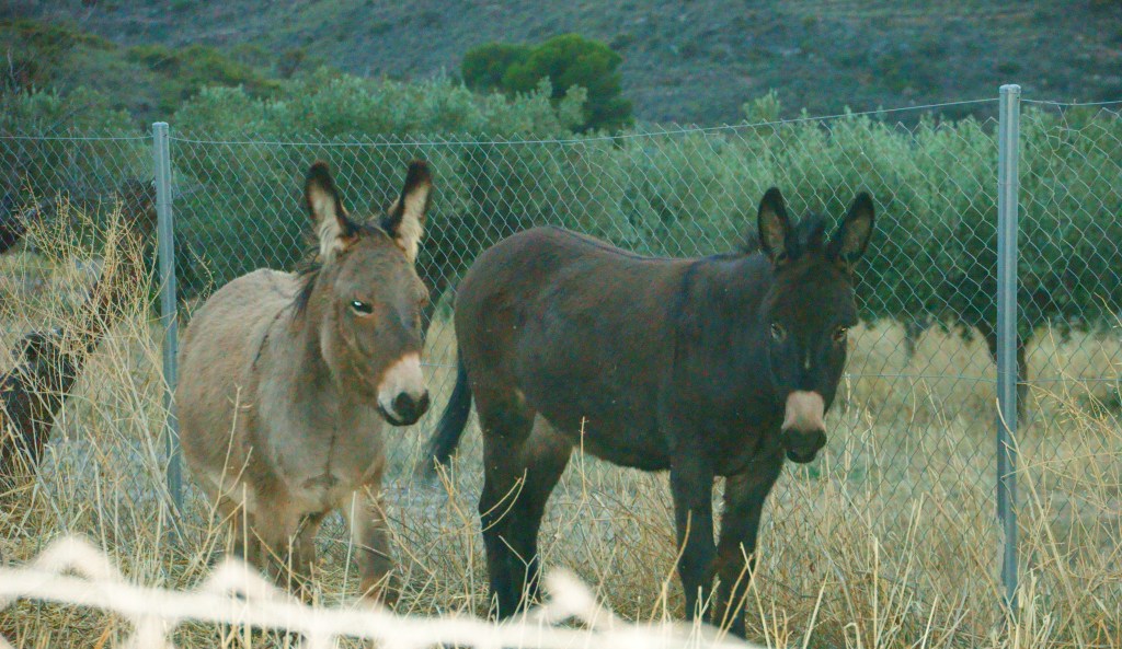 Establos de concentración
