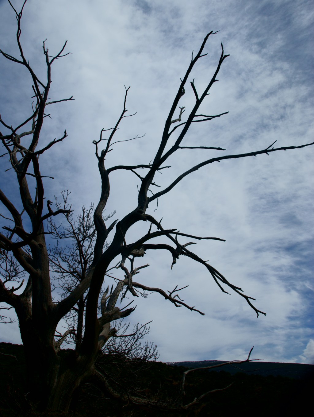 No estuve muerto hasta que aparecieron los intrusos. En la soledad es imposible estar muerto. Para resucitar debo suprimir a los testigos. No existo, no sospecharan su destrucción. (Bioy Casares en La invención de&nbsp;Morel.)