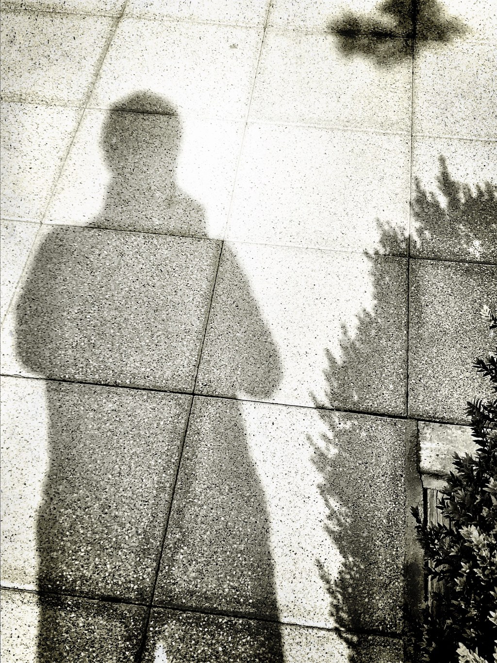 El gato salió de la bolsa y era macho (Virginia&nbsp;Woolf)