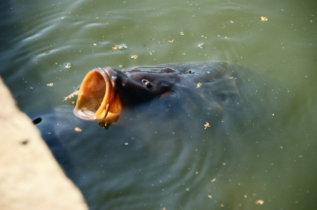 La mala retentiva enreda con el&nbsp;fascismo.
