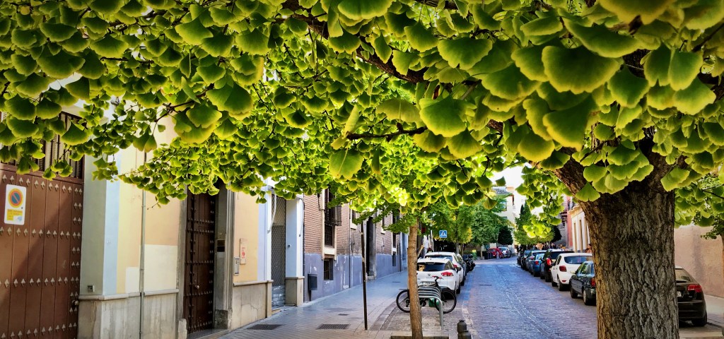 A lo largo del año hay quien muere por haber comido mucho durante toda su vida,…Pero no falta, quien muere por haber comido poco durante toda su vida,…Pero esta ciudad,…, es una boca que mastica de sobras por un lado y estrecheces por el otro, sin que haya, pues, término medio…, entre la nalga danzarina y la escurrida,…, sin embargo el sol cuando nace es para todos. (Memorial del convento de José&nbsp;Saramago)
