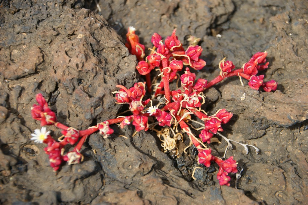 La soledad del&nbsp;rebaño.