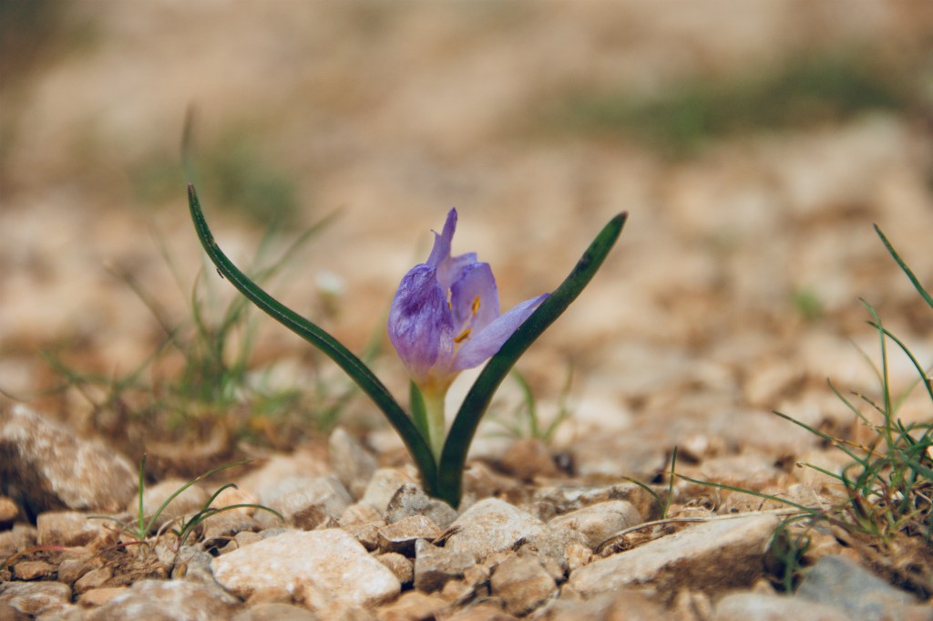 La enfermedad, sin vacuna, del&nbsp;romanticismo.